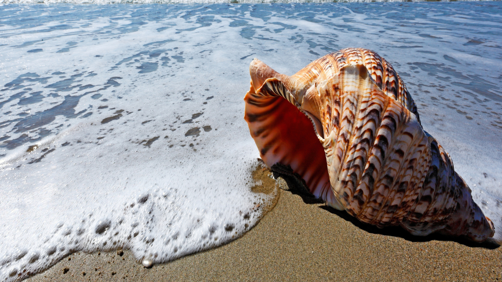 Shell And Beach screenshot #1 1600x900