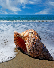 Shell And Beach wallpaper 176x220