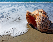 Fondo de pantalla Shell And Beach 220x176