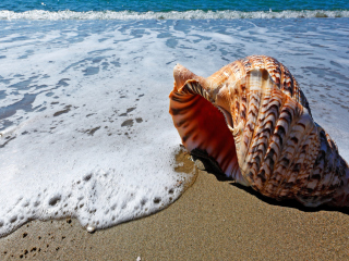 Shell And Beach wallpaper 320x240