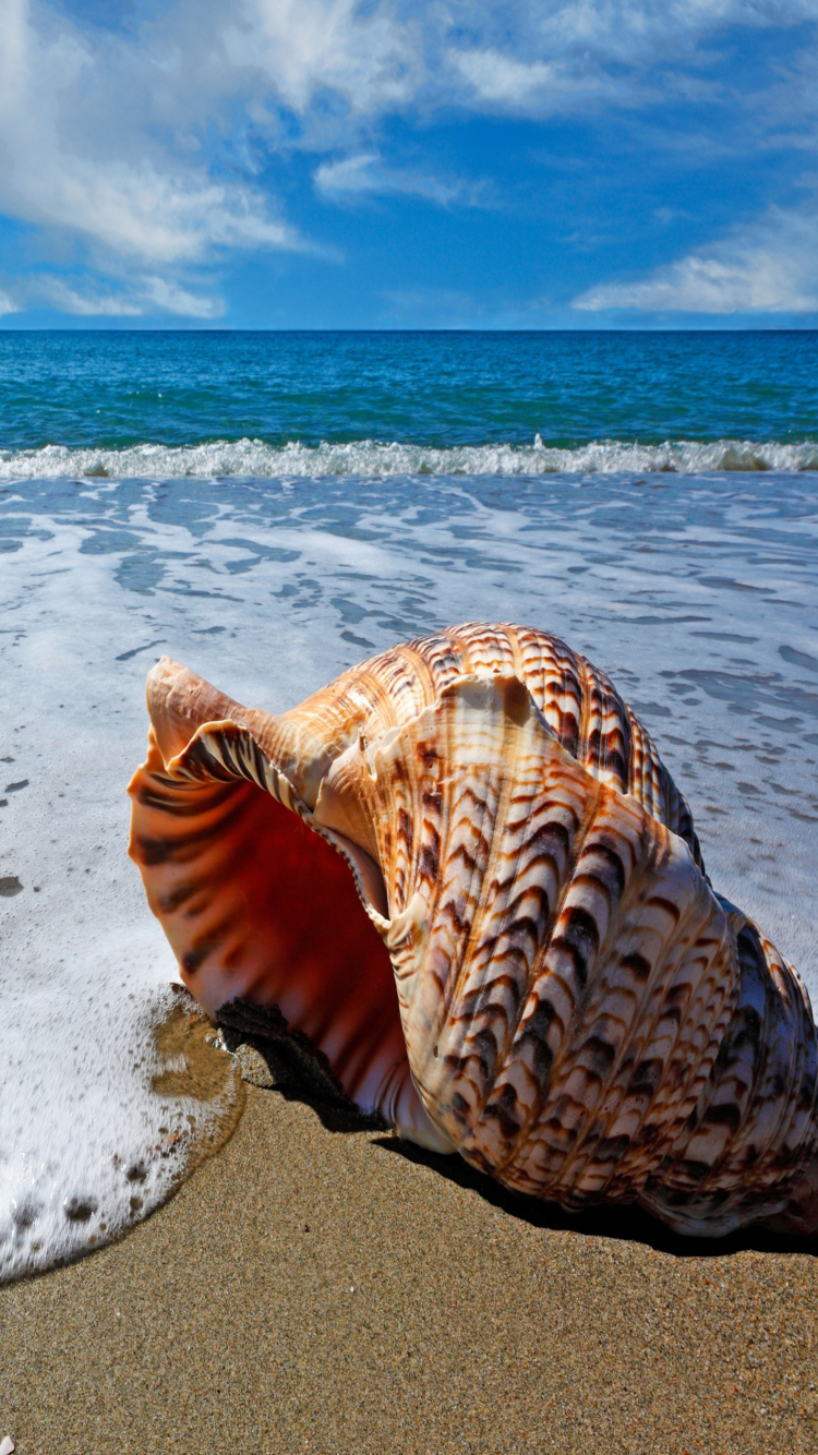 Shell And Beach wallpaper 750x1334