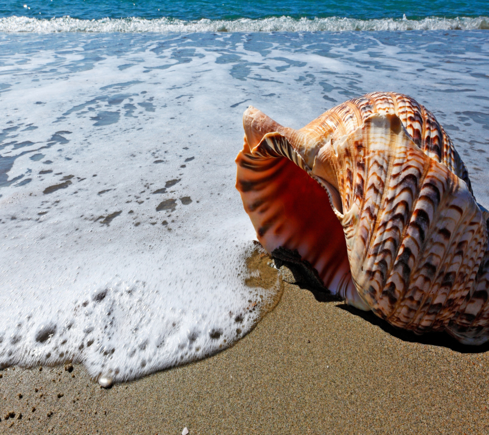 Das Shell And Beach Wallpaper 960x854