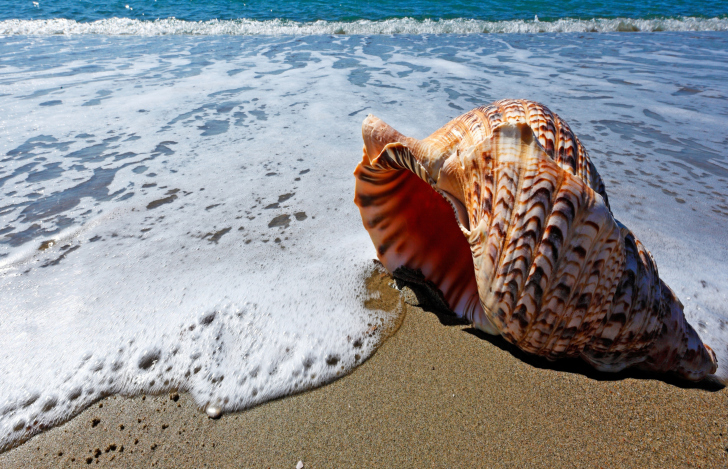 Обои Shell And Beach