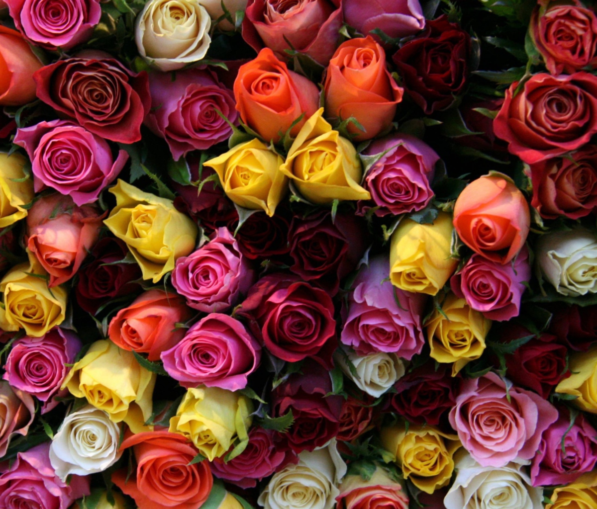 Screenshot №1 pro téma Colorful Roses 1200x1024