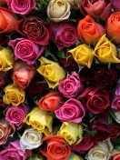 Sfondi Colorful Roses 132x176