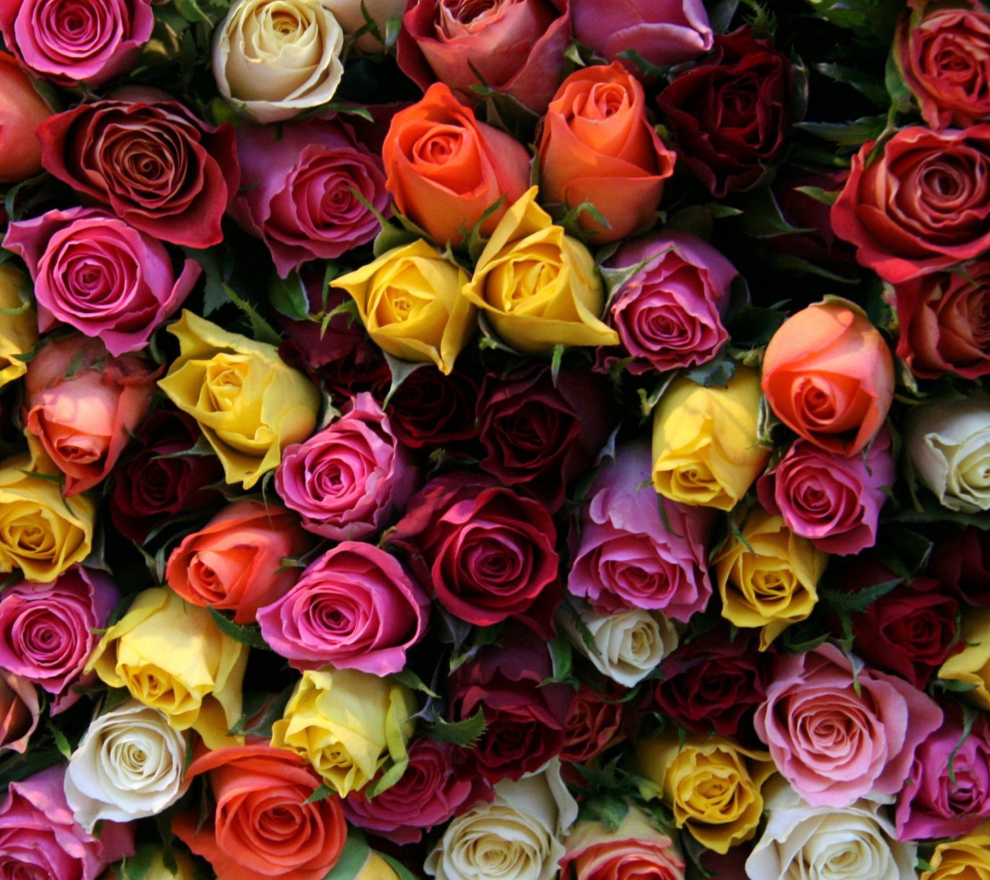 Sfondi Colorful Roses 1440x1280