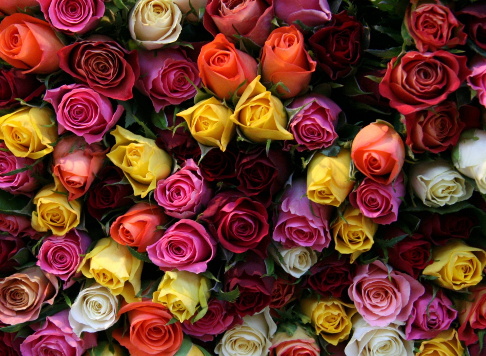 Das Colorful Roses Wallpaper 1920x1408