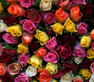 Kostenloses Colorful Roses Wallpaper für 208x208
