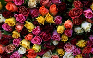 Colorful Roses Background for Android, iPhone and iPad