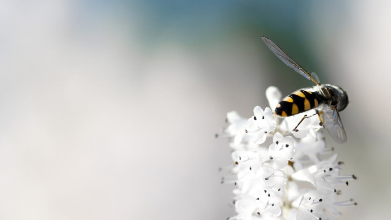 Fondo de pantalla Bee On White Flower 1280x720