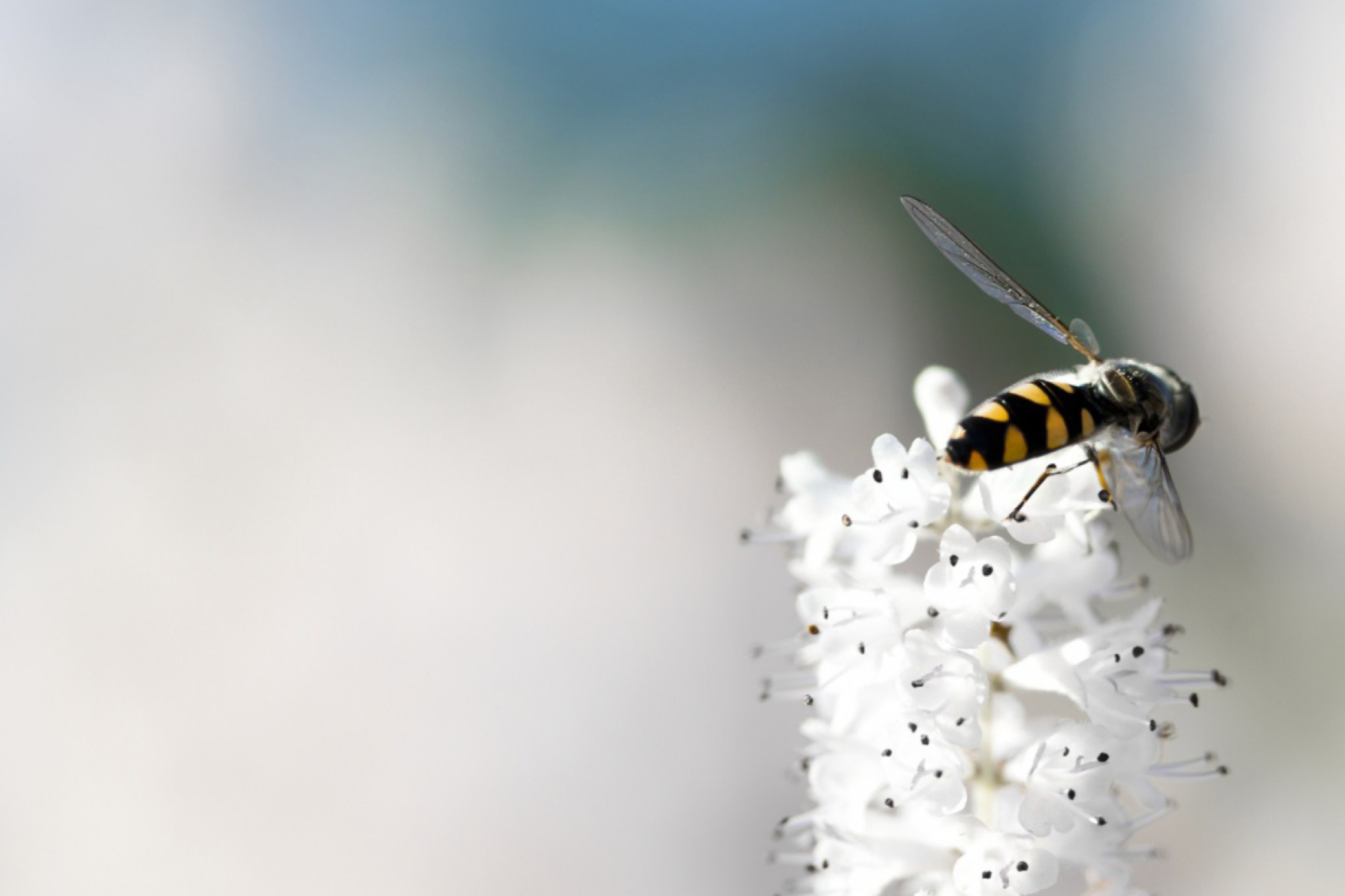 Обои Bee On White Flower 2880x1920