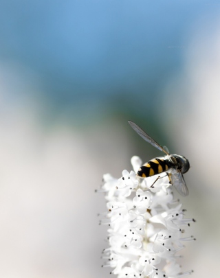 Bee On White Flower - Obrázkek zdarma pro Nokia Asha 305