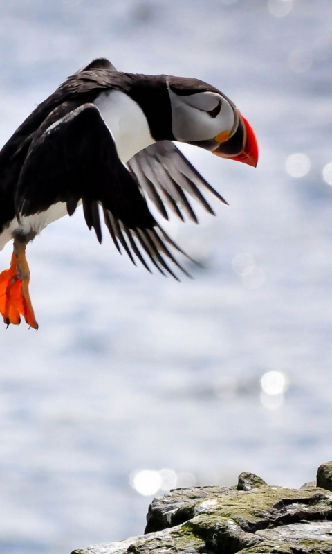 Funny Puffin wallpaper 480x800