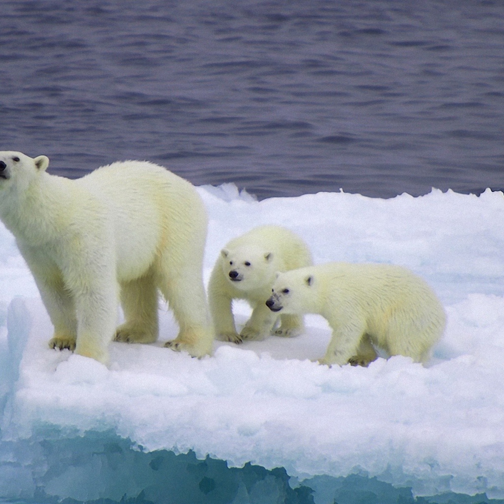 Sfondi Polar Bear And Cubs On Iceberg 1024x1024