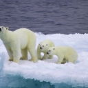 Screenshot №1 pro téma Polar Bear And Cubs On Iceberg 128x128