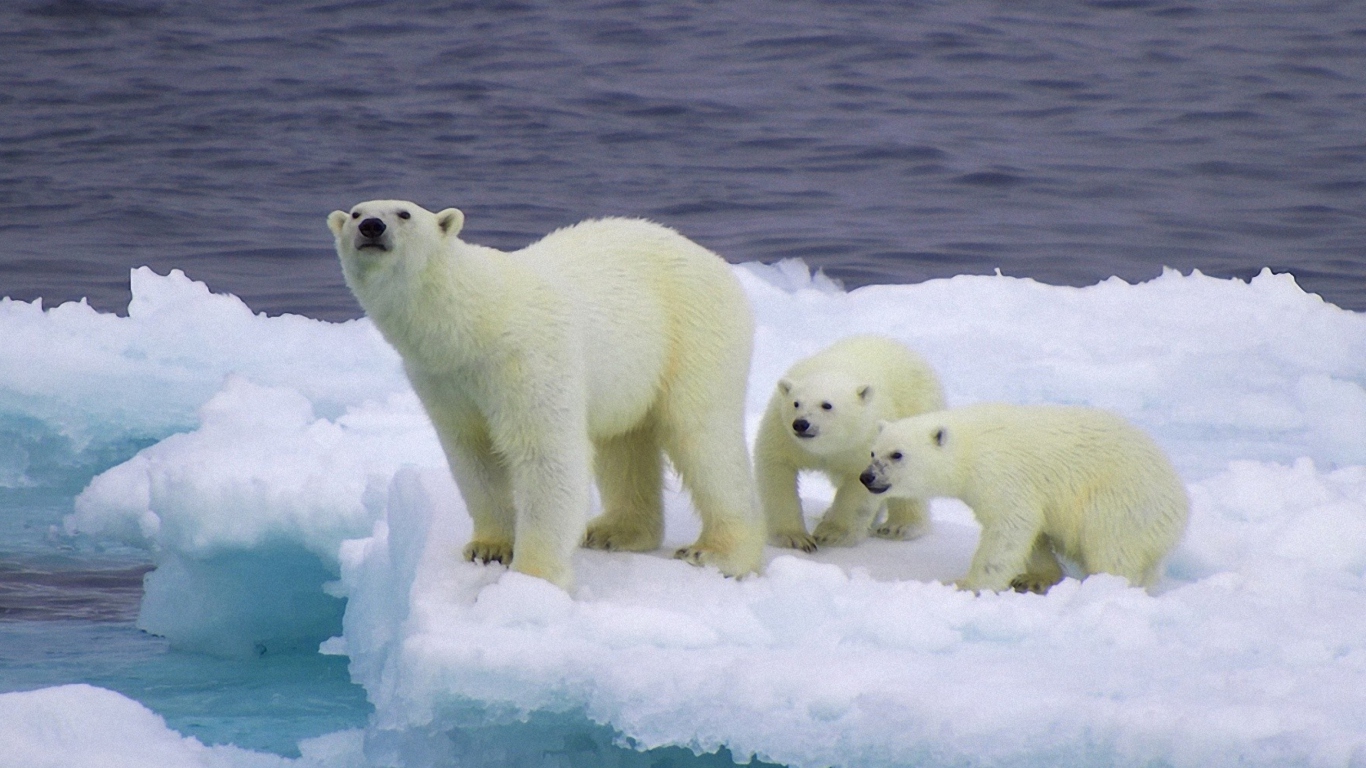 Polar Bear And Cubs On Iceberg wallpaper 1366x768