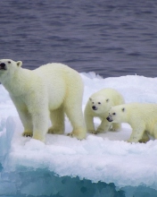 Polar Bear And Cubs On Iceberg wallpaper 176x220