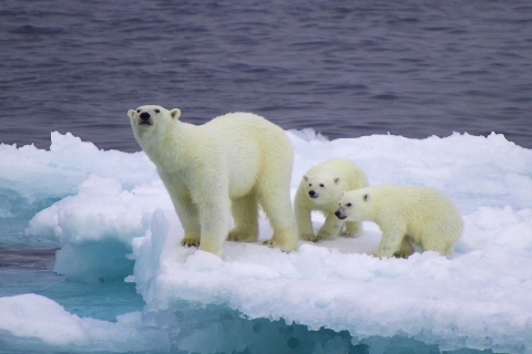 Polar Bear And Cubs On Iceberg wallpaper 480x320