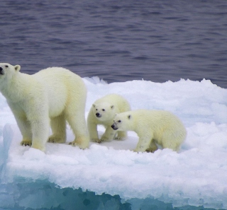 Polar Bear And Cubs On Iceberg - Obrázkek zdarma pro iPad mini