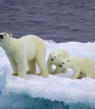 Polar Bear And Cubs On Iceberg - Obrázkek zdarma pro 320x480