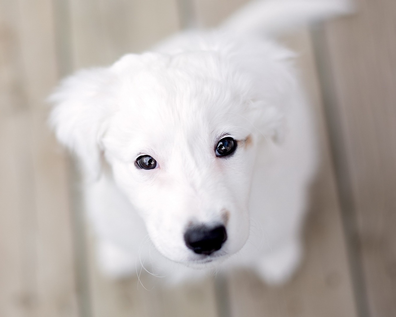 Обои White Puppy With Black Nose 1280x1024
