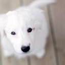 Das White Puppy With Black Nose Wallpaper 128x128