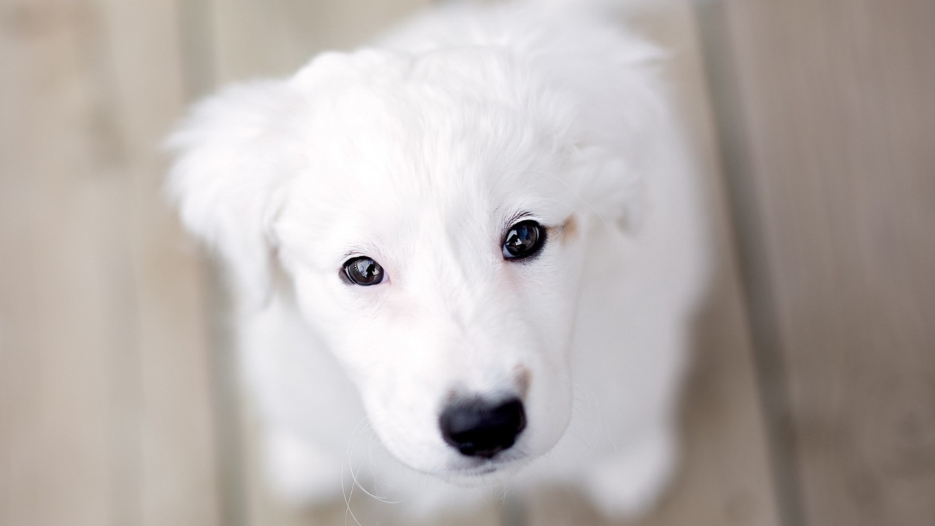 White Puppy With Black Nose wallpaper 1366x768