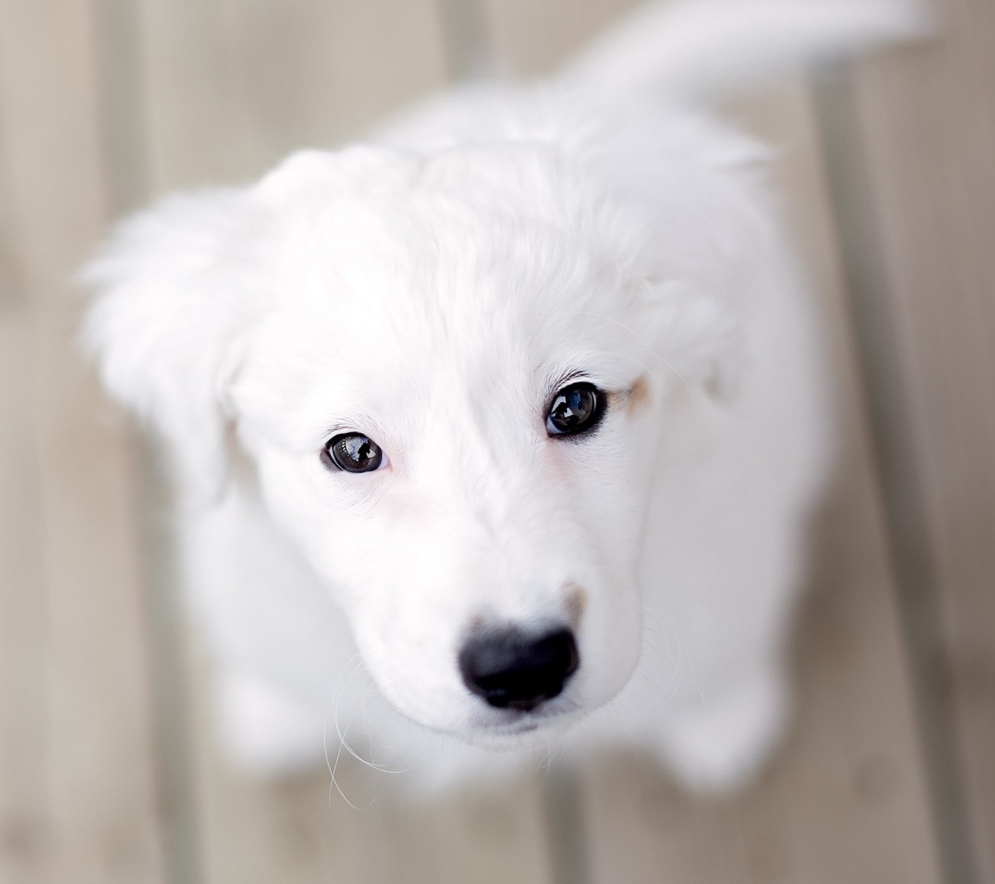 Обои White Puppy With Black Nose 1440x1280