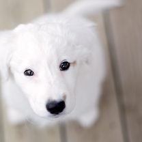 Обои White Puppy With Black Nose 208x208