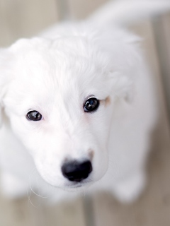 Обои White Puppy With Black Nose 240x320