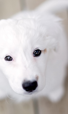 Обои White Puppy With Black Nose 240x400