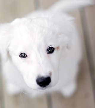 White Puppy With Black Nose Background for iPhone 5