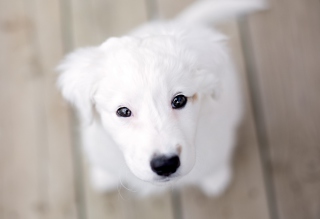 White Puppy With Black Nose Wallpaper for Android, iPhone and iPad
