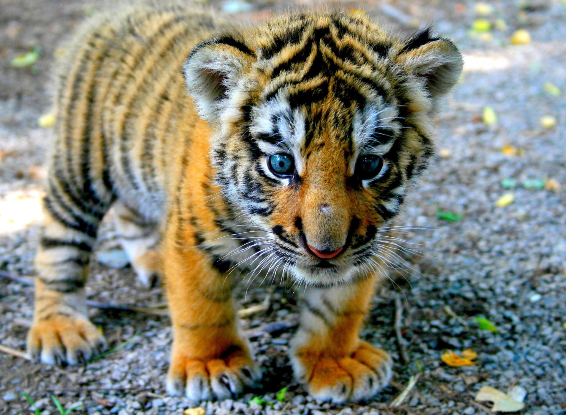 Sfondi Baby Tiger 1920x1408