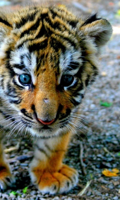 Sfondi Baby Tiger 240x400