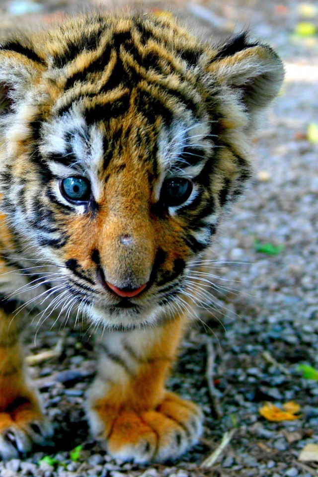Das Baby Tiger Wallpaper 640x960