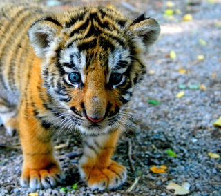 Baby Tiger papel de parede para celular para iPad