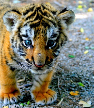 Baby Tiger - Obrázkek zdarma pro Nokia C-5 5MP