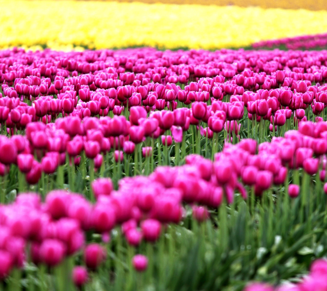 Fondo de pantalla Tonami, Toyama Tulips Garden 1080x960