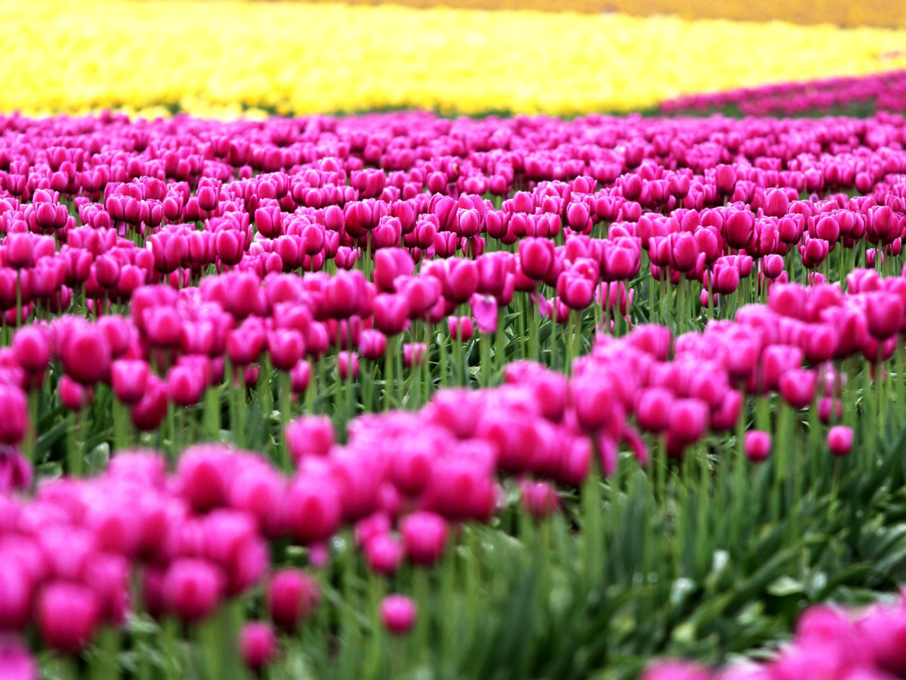 Sfondi Tonami, Toyama Tulips Garden 1280x960
