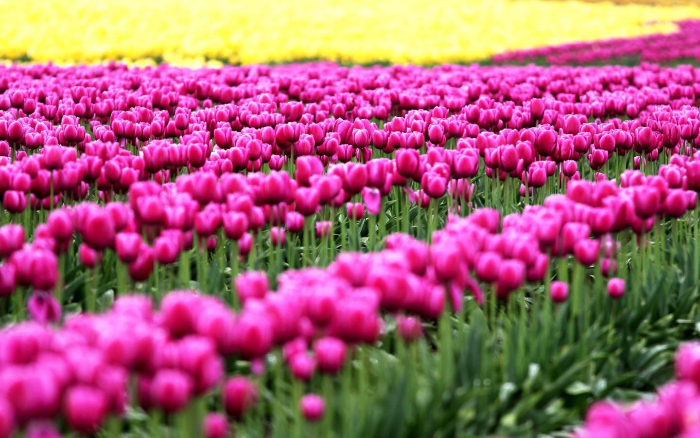 Screenshot №1 pro téma Tonami, Toyama Tulips Garden 1440x900