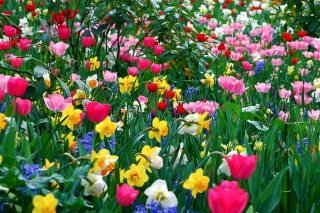 Картинка Birthday Flowers на андроид