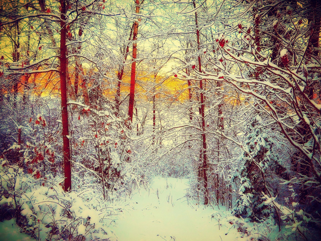 Screenshot №1 pro téma Winter Siberian Forest 1024x768