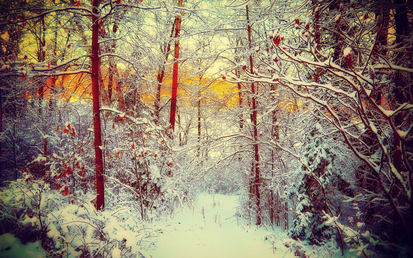Screenshot №1 pro téma Winter Siberian Forest 1440x900