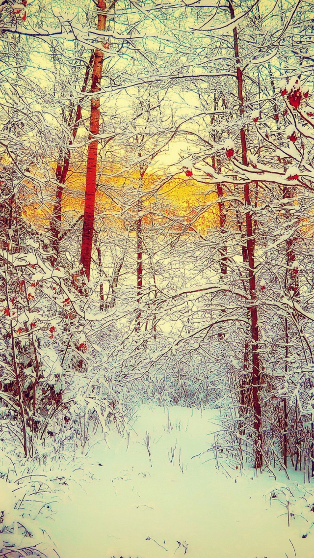 Winter Siberian Forest wallpaper 640x1136