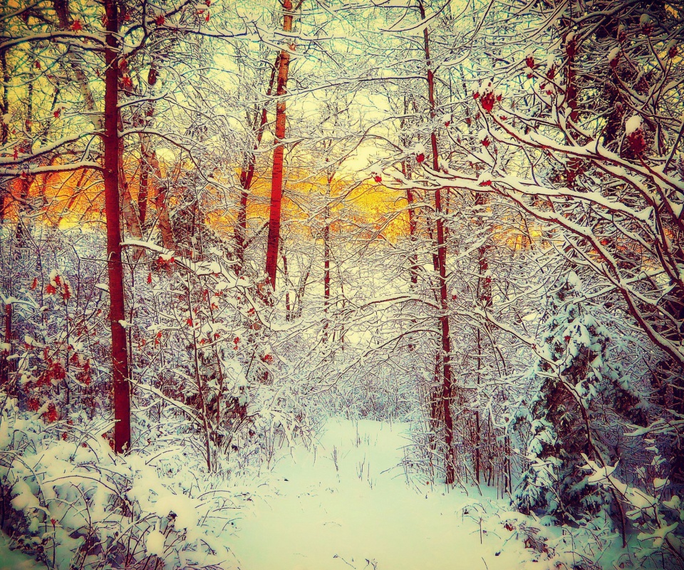 Das Winter Siberian Forest Wallpaper 960x800