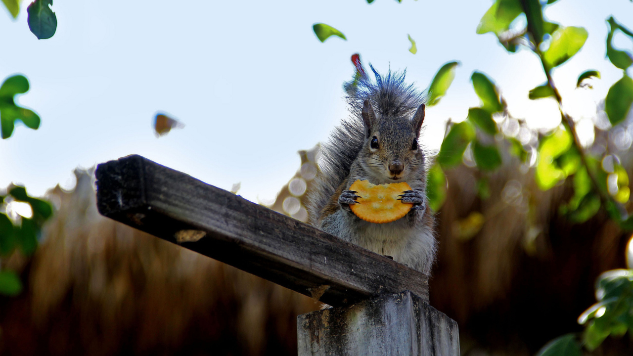 Squirrel Eating Cookie wallpaper 1280x720
