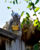 Обои Squirrel Eating Cookie 128x160