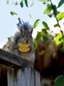 Screenshot №1 pro téma Squirrel Eating Cookie 132x176