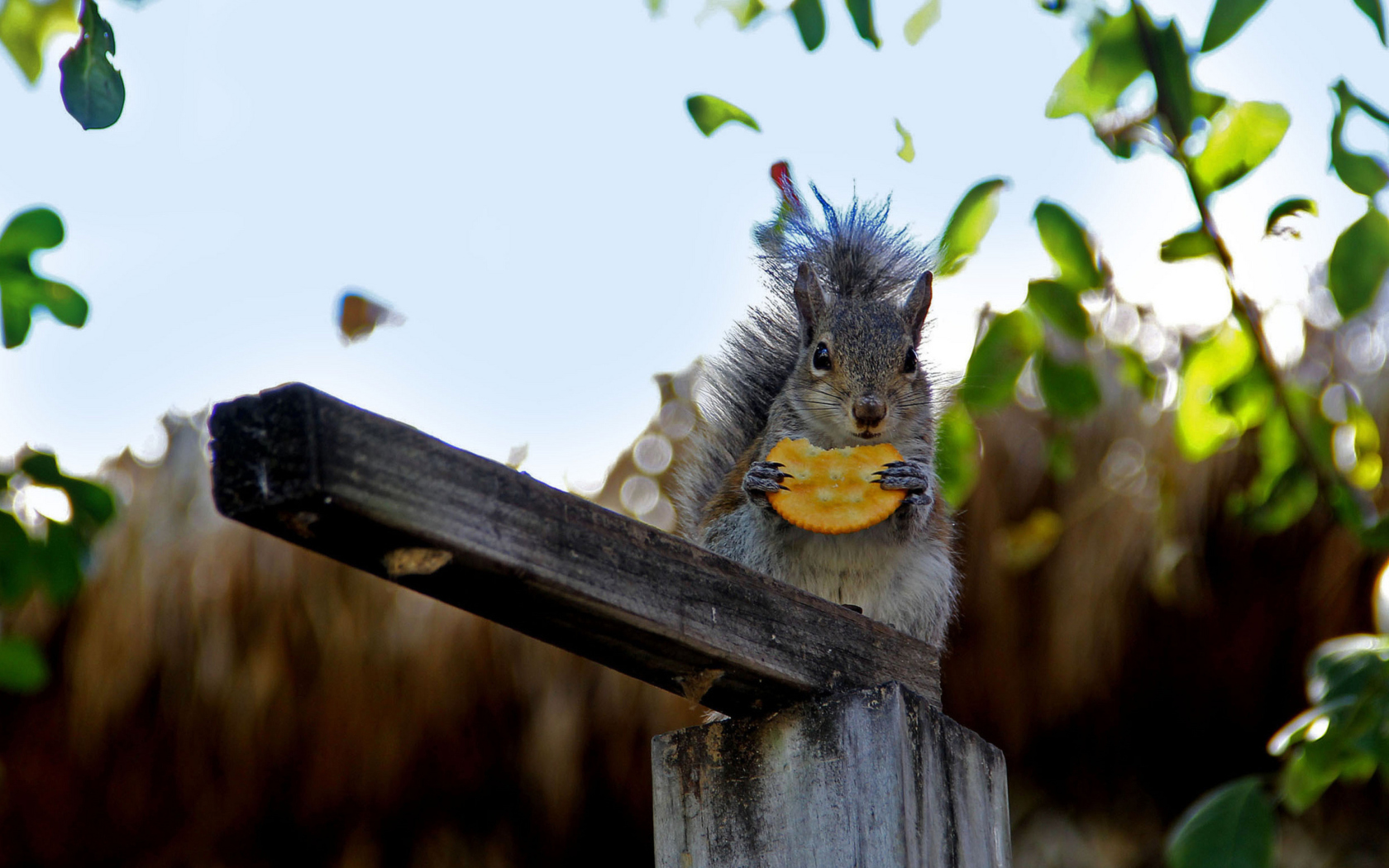 Screenshot №1 pro téma Squirrel Eating Cookie 1680x1050